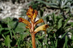 Orobanche alba xanthostigma