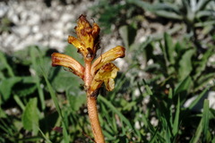 Orobanche alba xanthostigma