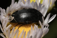 Podonta nigrita