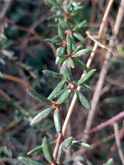 Berberis × stenophylla