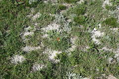 Orobanche alba xanthostigma