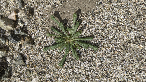 iNaturalist observation photo of common pussypaws
