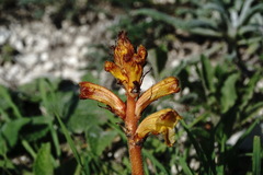 Orobanche alba xanthostigma