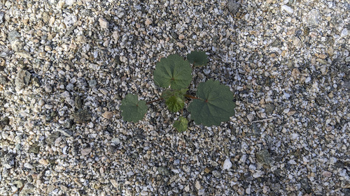 iNaturalist observation photo of desert fivespot