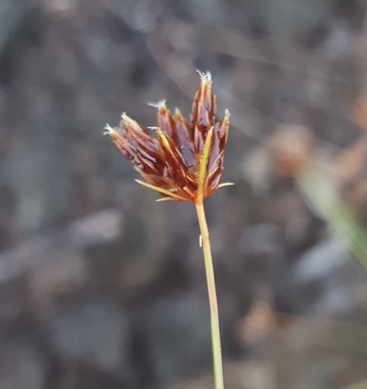 (c) François Rousseu, certains droits réservés (CC BY-NC) https://www.inaturalist.org/observations/109313410