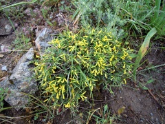 Anthyllis hermanniae corsica