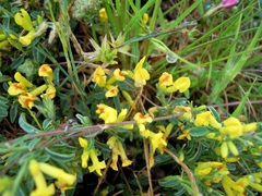 Anthyllis hermanniae corsica