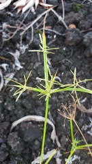 Cyperus sphacelatus