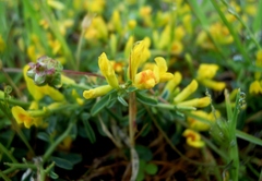 Anthyllis hermanniae corsica
