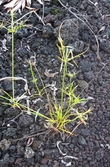 Cyperus sphacelatus