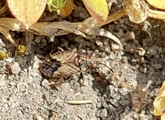 Nysius huttoni