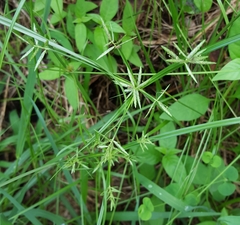 Cyperus sphacelatus