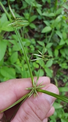 Cyperus sphacelatus