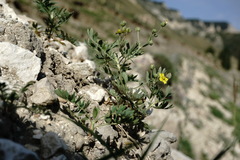 Sibbaldianthe orientalis