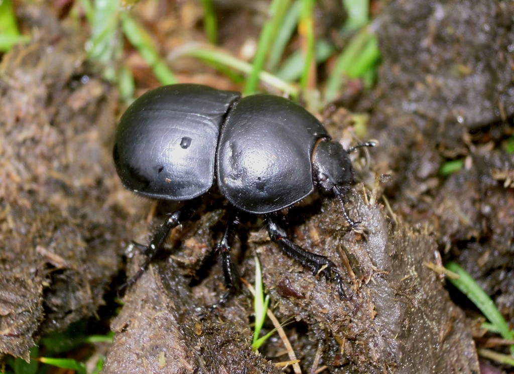Thorectes geminatus