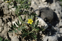Sibbaldianthe orientalis