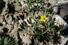 Sibbaldianthe orientalis