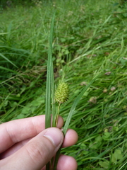 Carex squarrosa