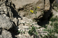 Sibbaldianthe orientalis