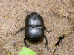 Thorectes geminatus