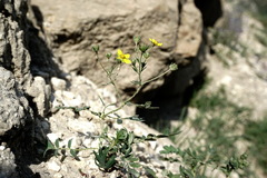 Sibbaldianthe orientalis