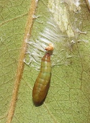 Orygocera thysanarcha