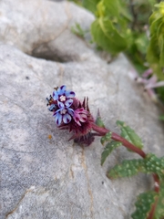 Anchusa variegata
