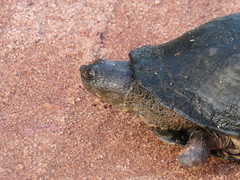 Acanthochelys radiolata