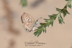 Leptotes pirithous