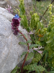 Anchusa variegata