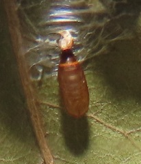 Orygocera thysanarcha