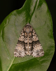 Cycloprora nodyna