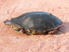 Acanthochelys radiolata