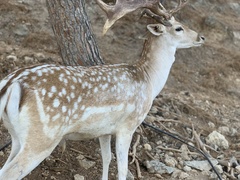 Dama