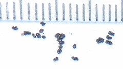 Orygocera thysanarcha