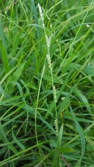 Setaria flavida