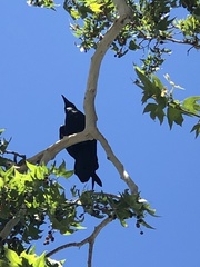 Corvus corax