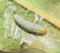 Orygocera thysanarcha