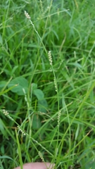 Setaria flavida