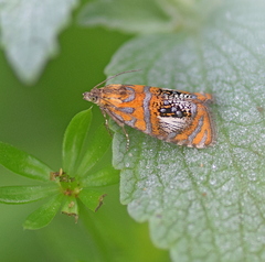 Olethreutes arcuella