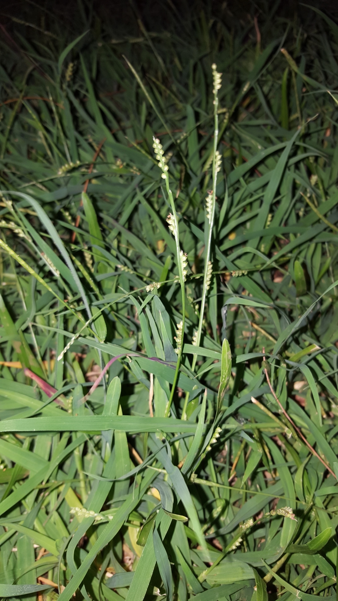 (c) François Rousseu, certains droits réservés (CC BY-NC) https://www.inaturalist.org/observations/109313789