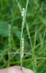 Setaria flavida