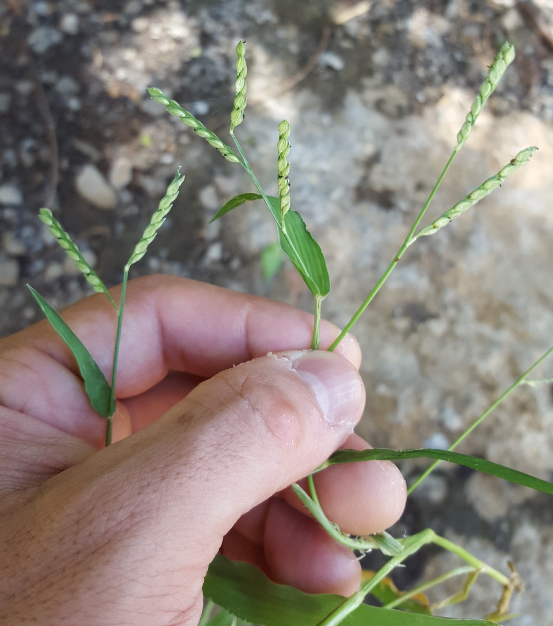 (c) François Rousseu, certains droits réservés (CC BY-NC) https://www.inaturalist.org/observations/109313895