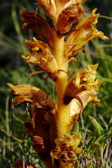 Orobanche alba xanthostigma