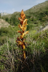Orobanche alba xanthostigma
