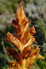 Orobanche alba xanthostigma