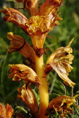Orobanche alba xanthostigma