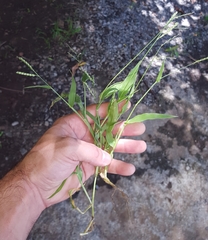 Urochloa panicoides