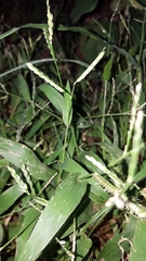 Urochloa panicoides