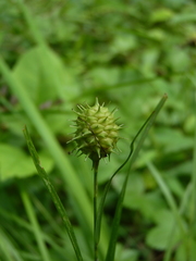 Carex squarrosa
